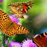 电脑短信轰炸机